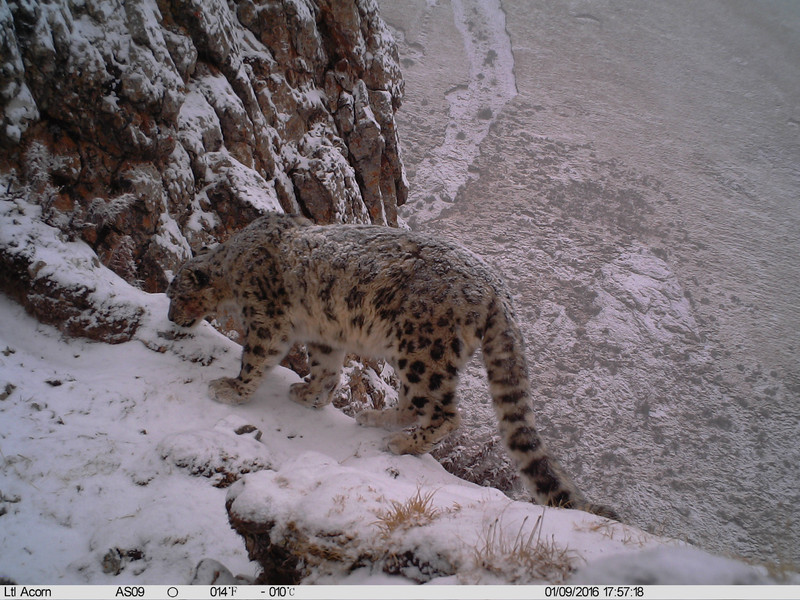 Snow leopard