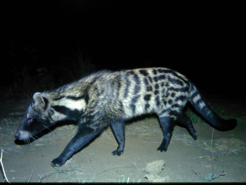 Civet