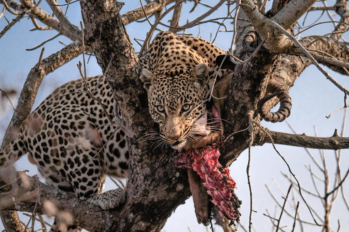 Leopard in tree with food