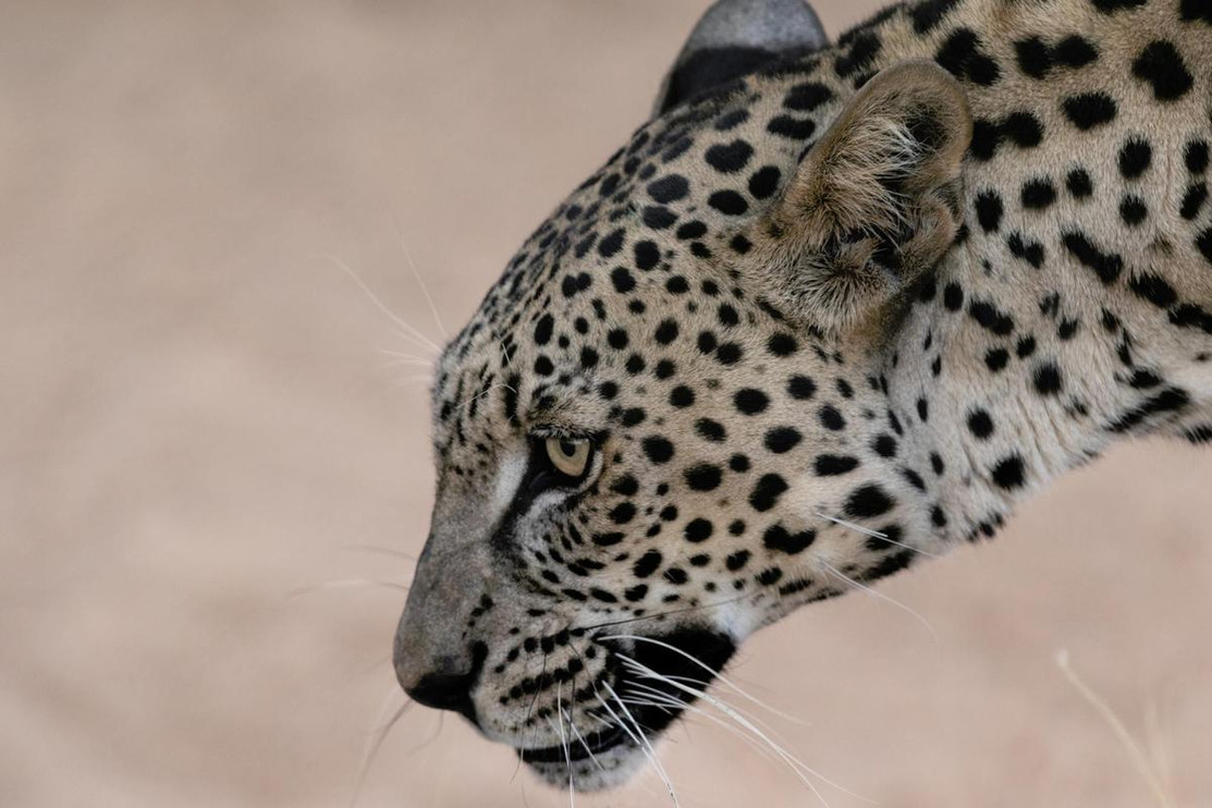 Arabian leopard