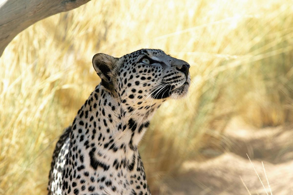 An Arabian leopard.