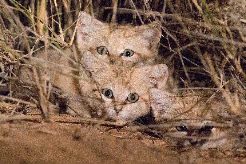 Sand cats staring.