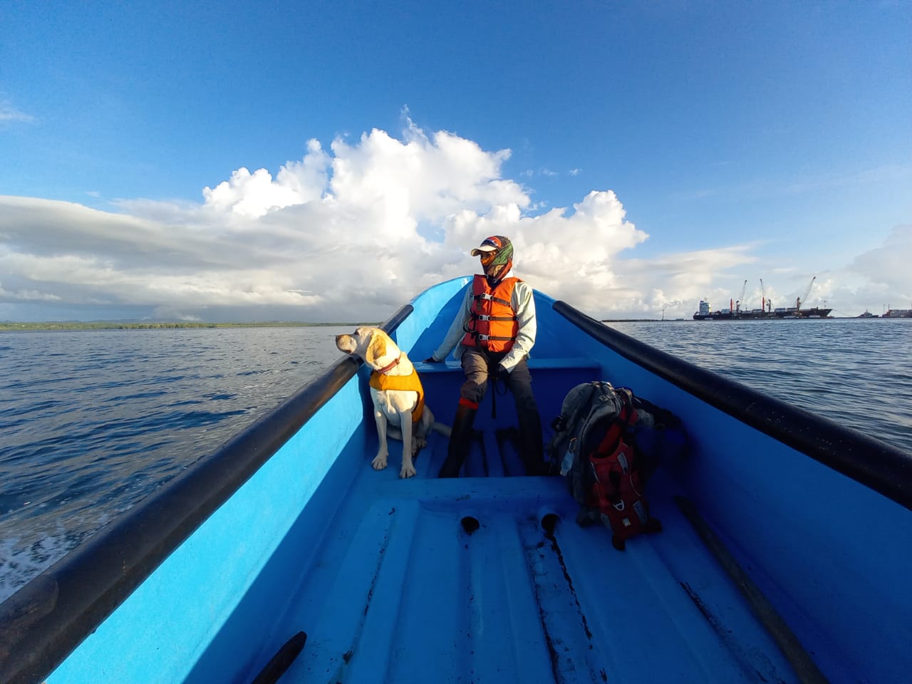 Tigre in a boat