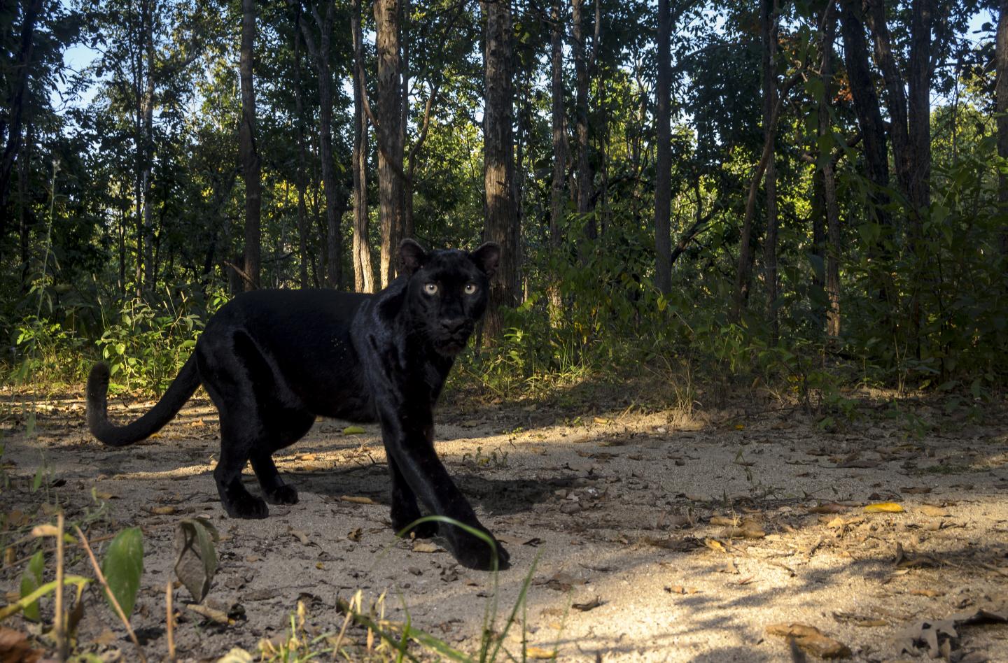 A black leopard in Thailand