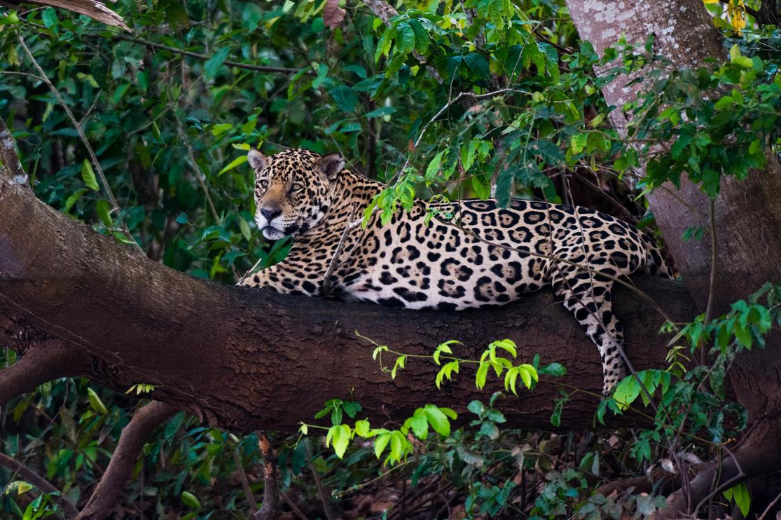 Jaguar in a tree in Brazil