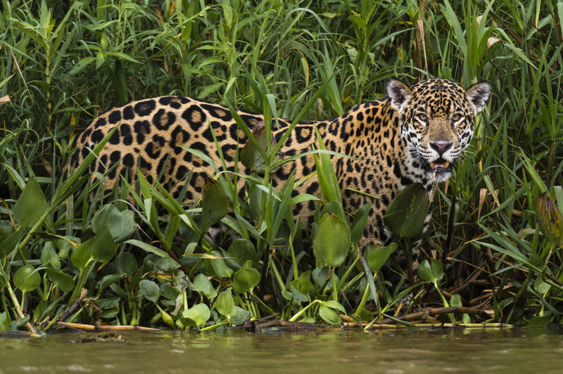Jaguar reeds.