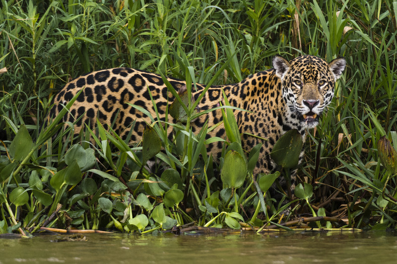 jaguar attacking prey