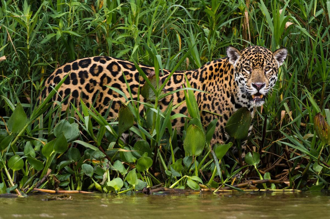 Jaguar Range States Look to Strengthen Conservation of Their Iconic Big Cat  | Panthera