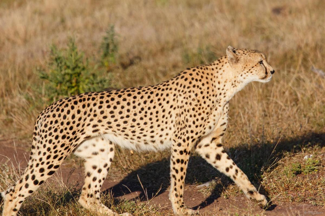 Cheetah Blogs You Won't Want to Miss | Panthera