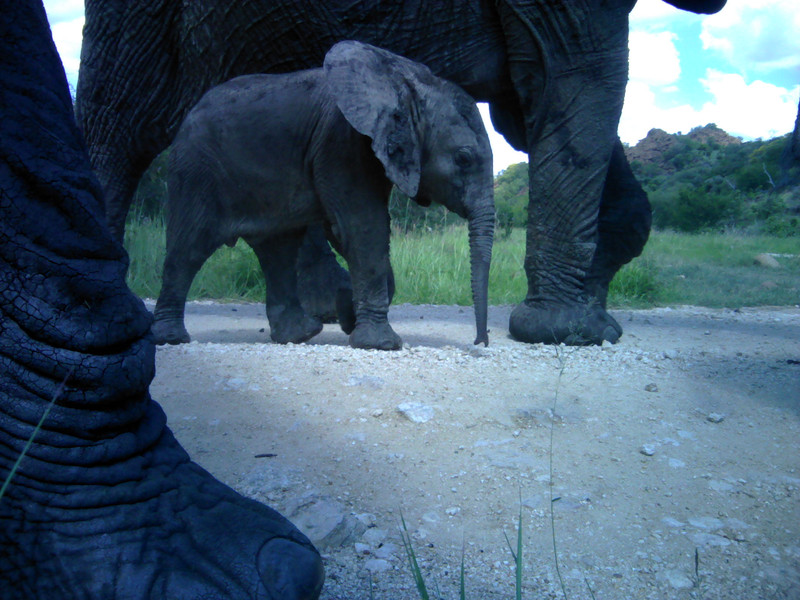 Elephant calf