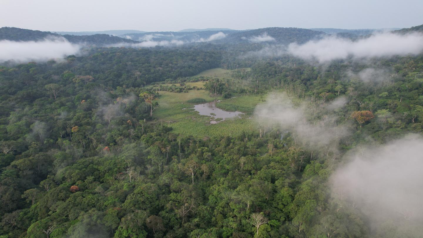 Tropical forest landscape of Gabon