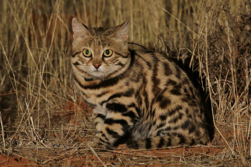 Black-footed cat looking.