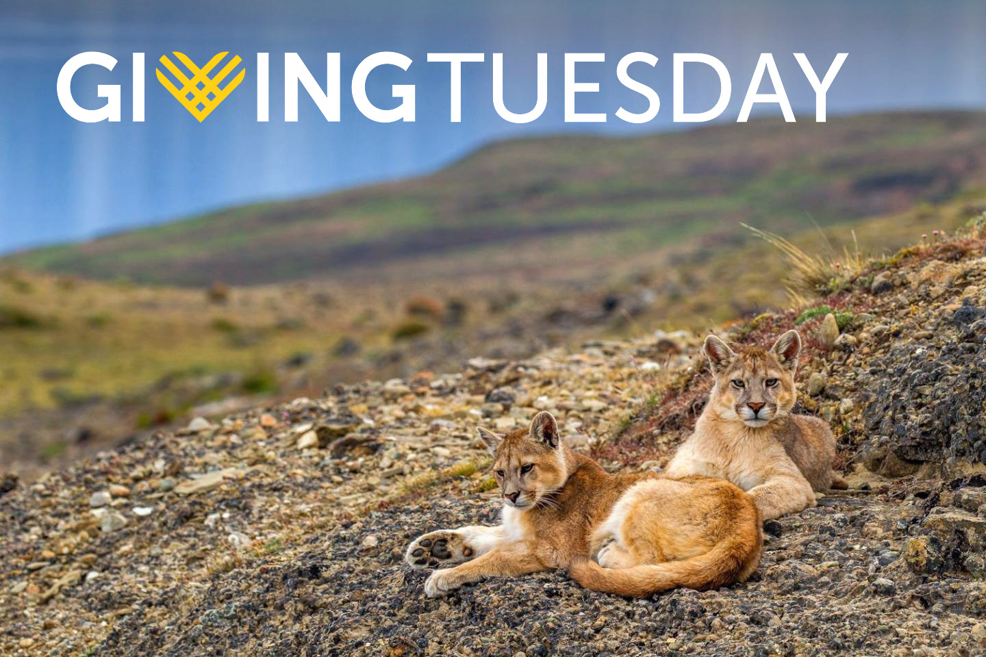 Giving Tuesday (Two pumas in Chile)