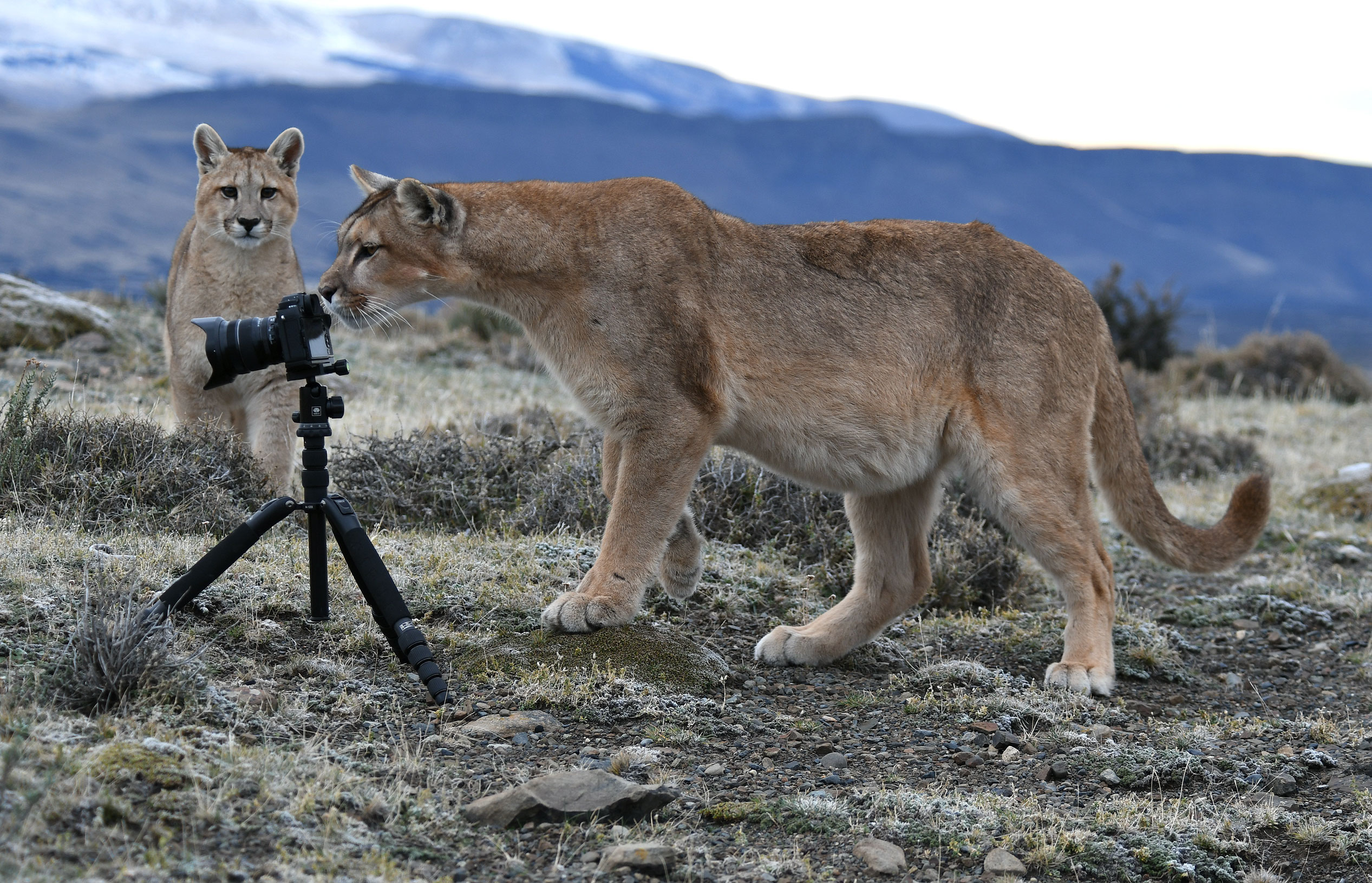 Puma inspecting cameras