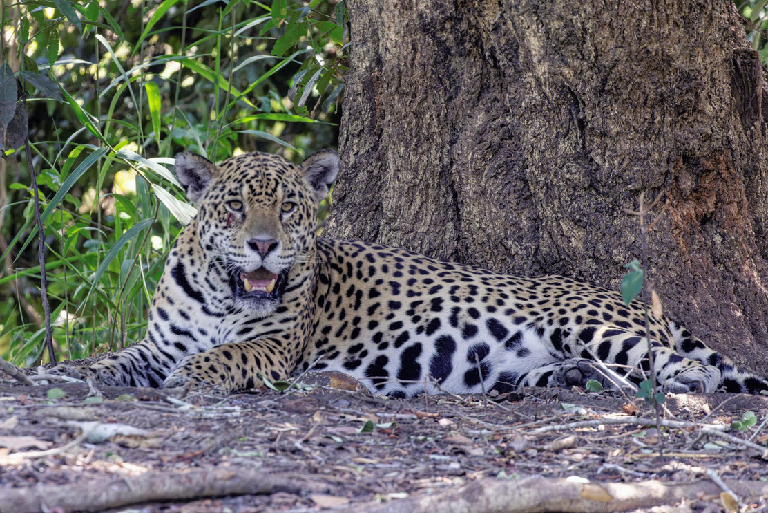 Jaguar lounging