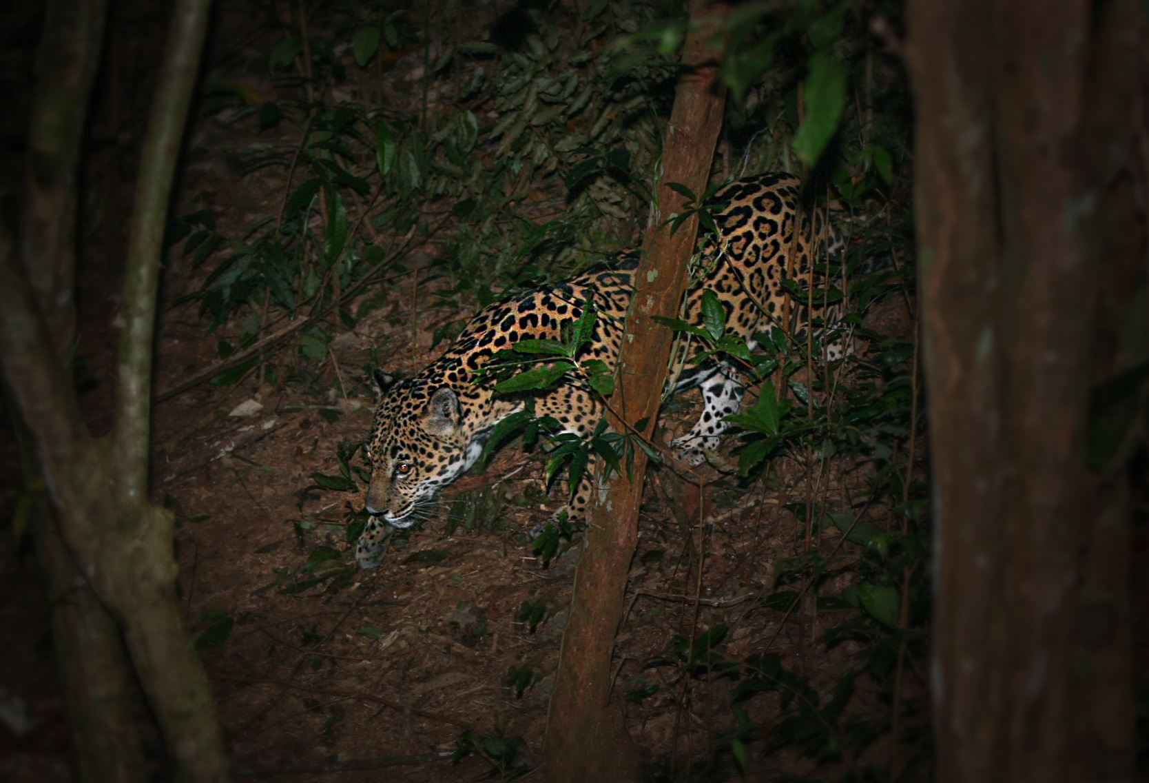 Esperanza the jaguar