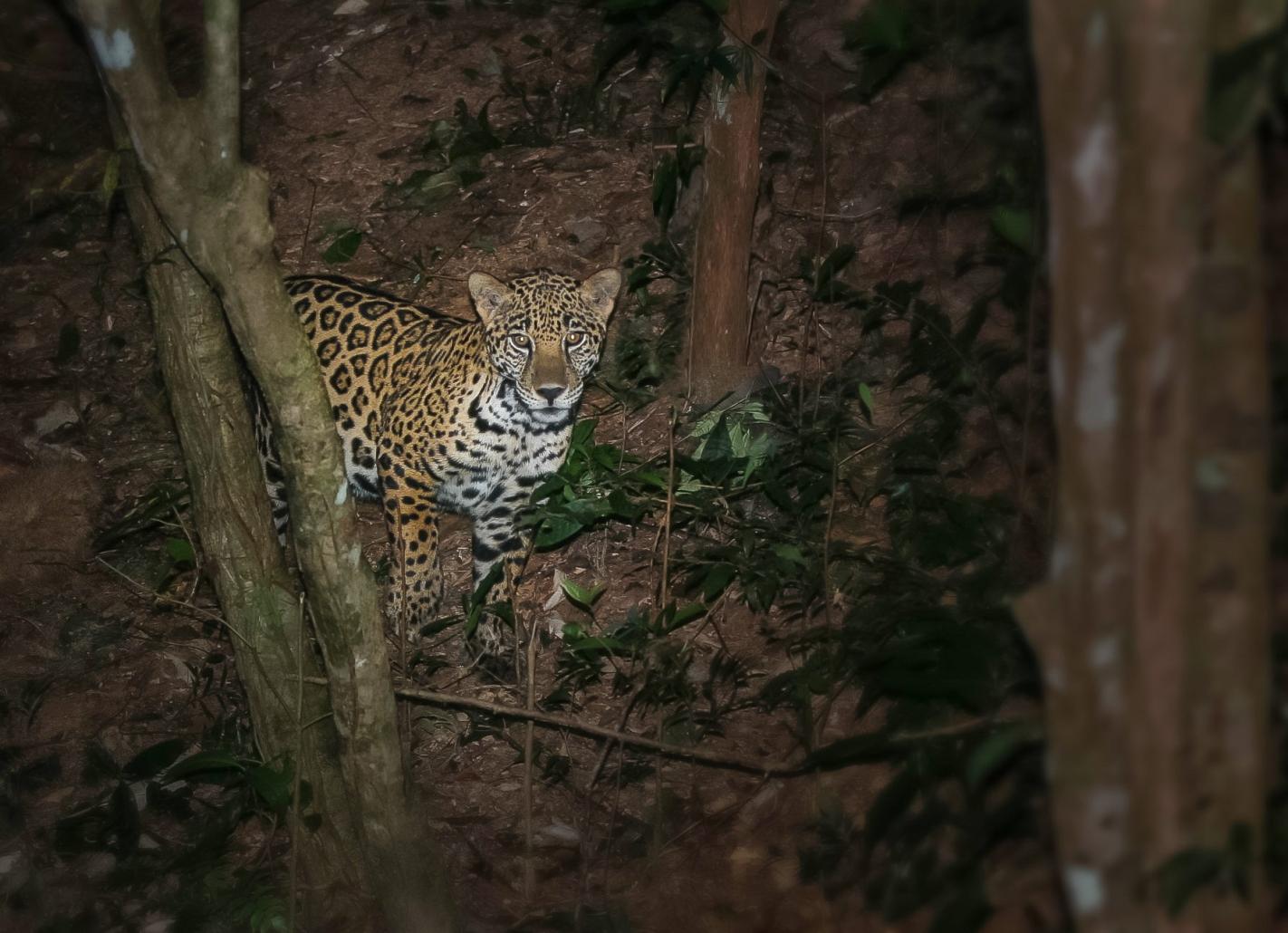 A Jaguar Named Hope: Encountering Esperanza | Panthera