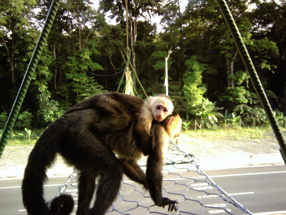 Monkeys prepare to cross a suspended bridge into the jungle.