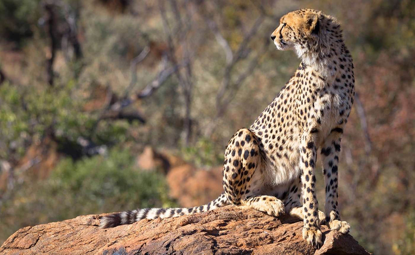 Cheetah rock