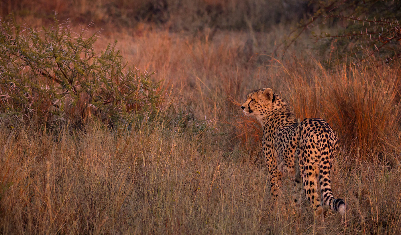 Cheetah tall grass