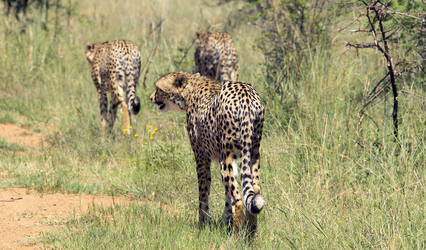 Cheetahs walking.