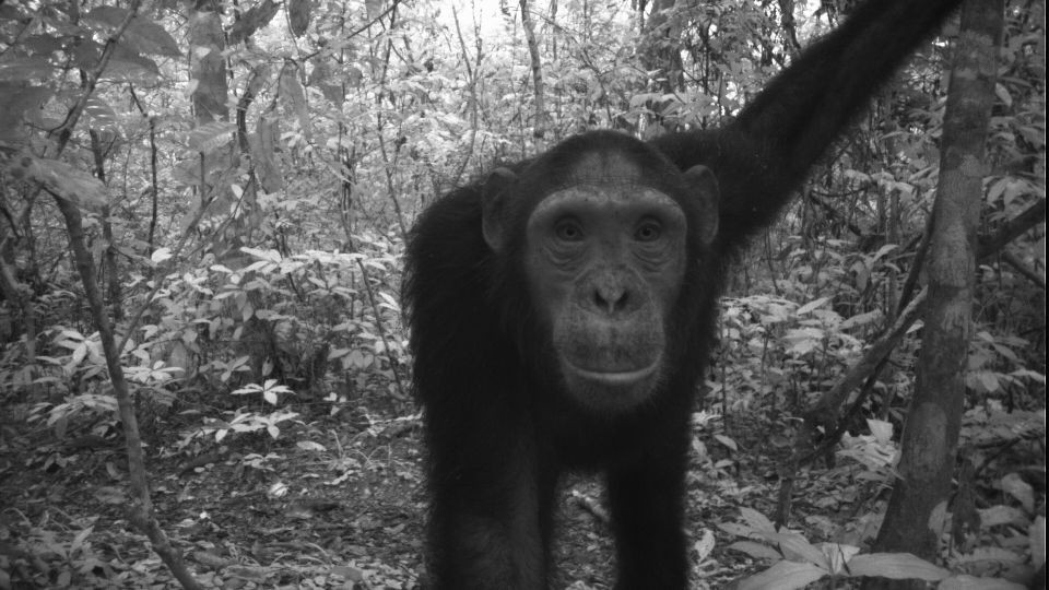 Chimpanzee