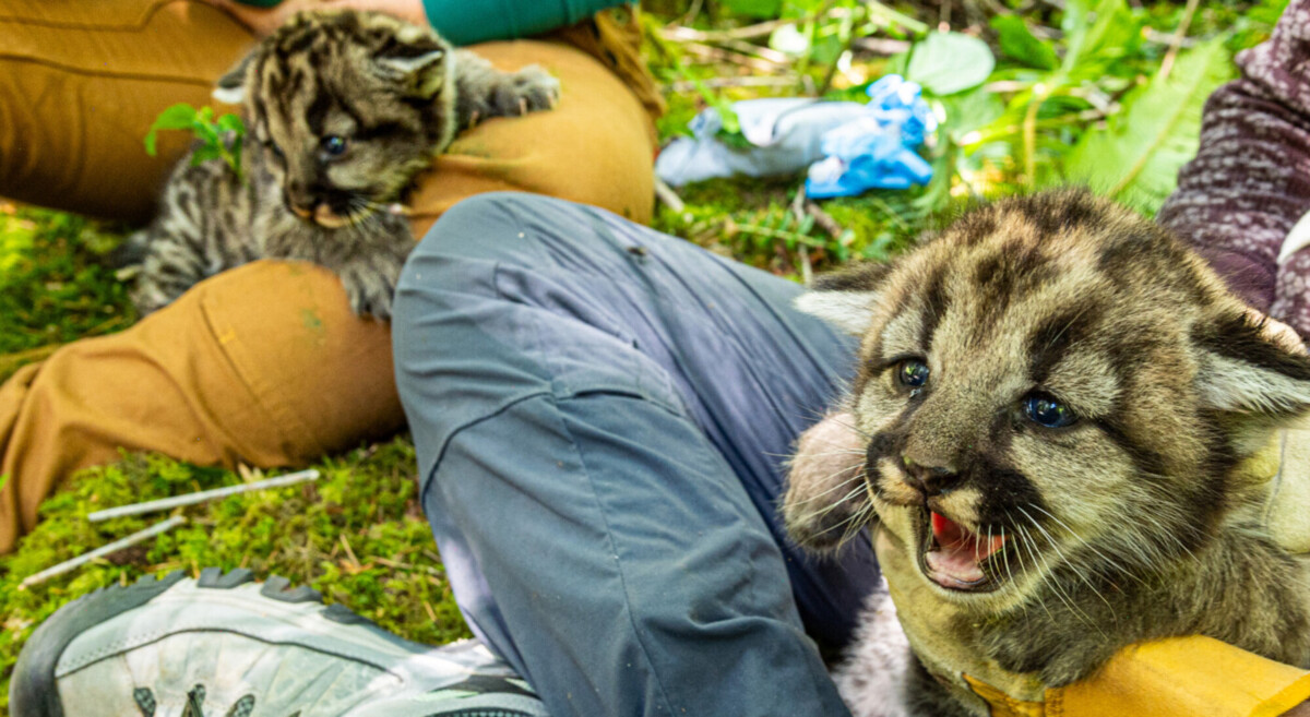 Puma kittens inspected by scientists