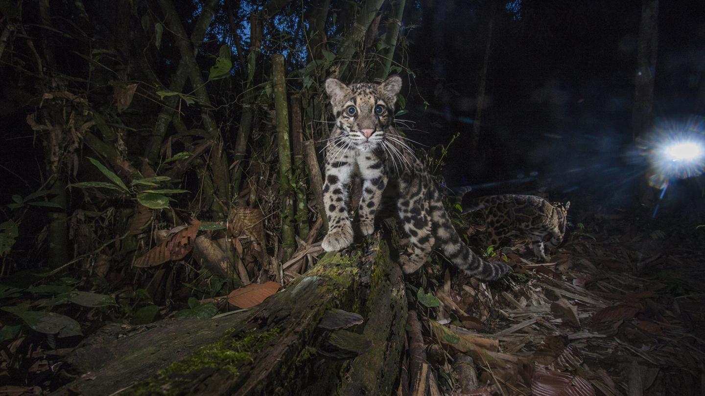 Clouded leopard night