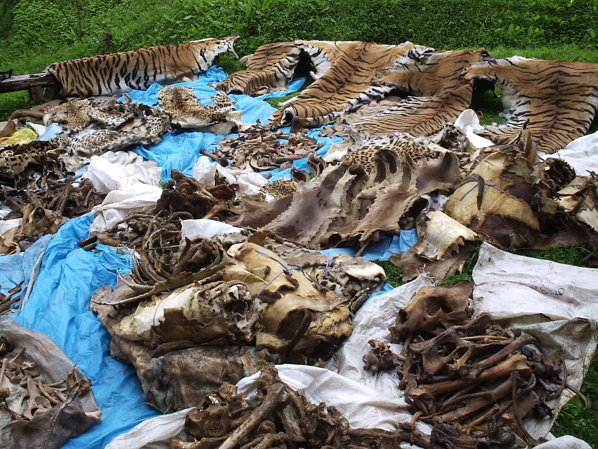 Confiscated tiger skins