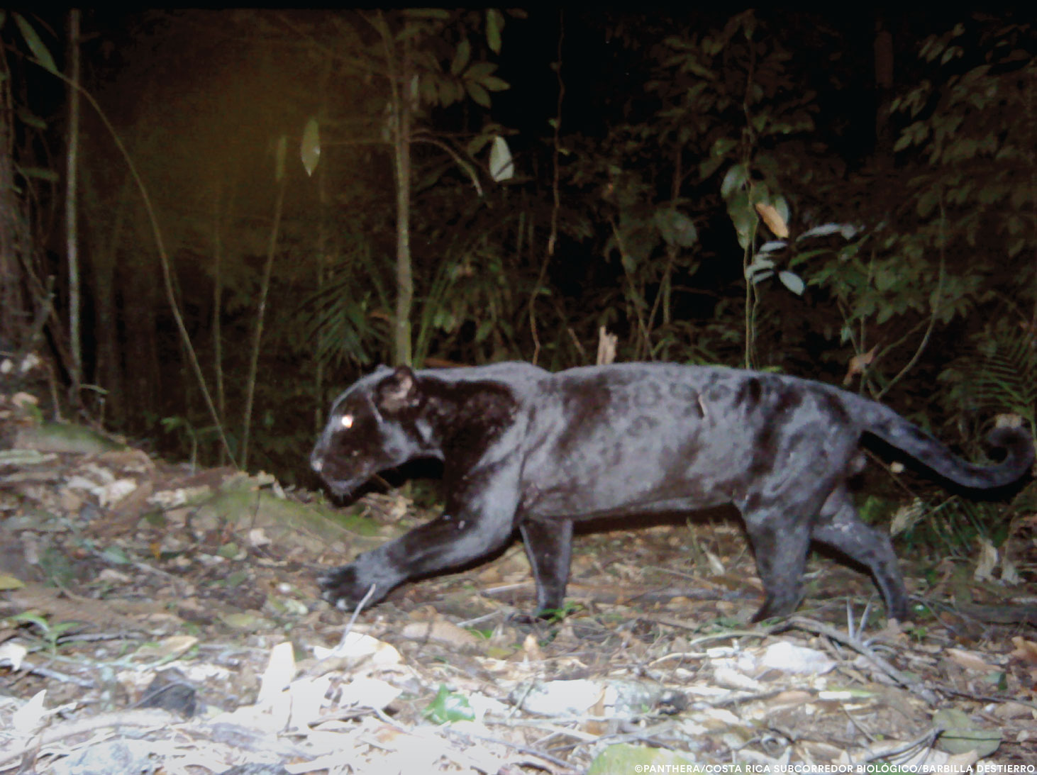 Black jaguar walking in the dark. You can see its spots under its dark coloring.