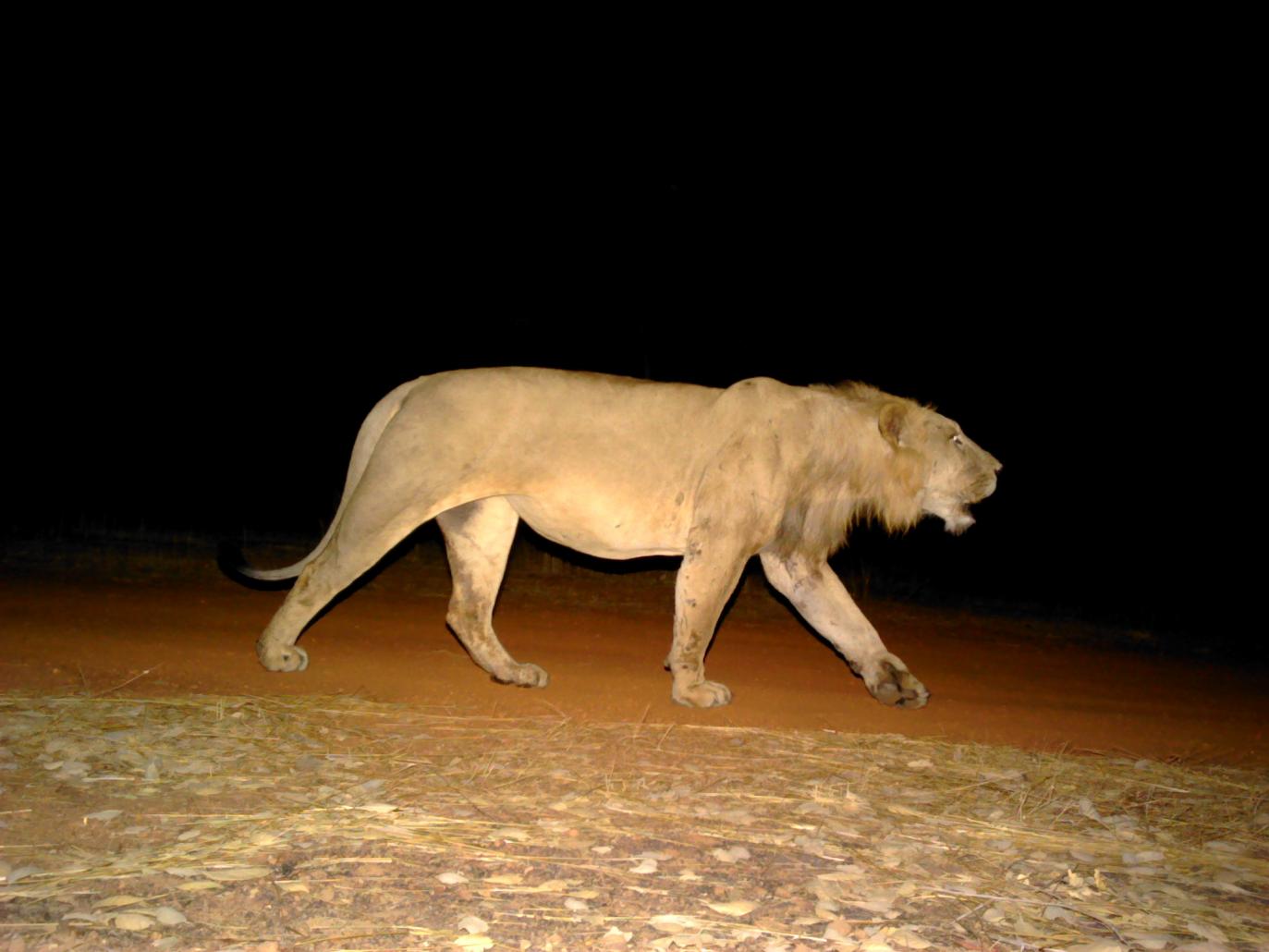 West African Lions Recovering from the Brink