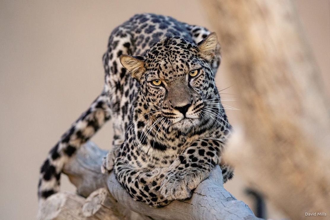 Arabian leopard staring