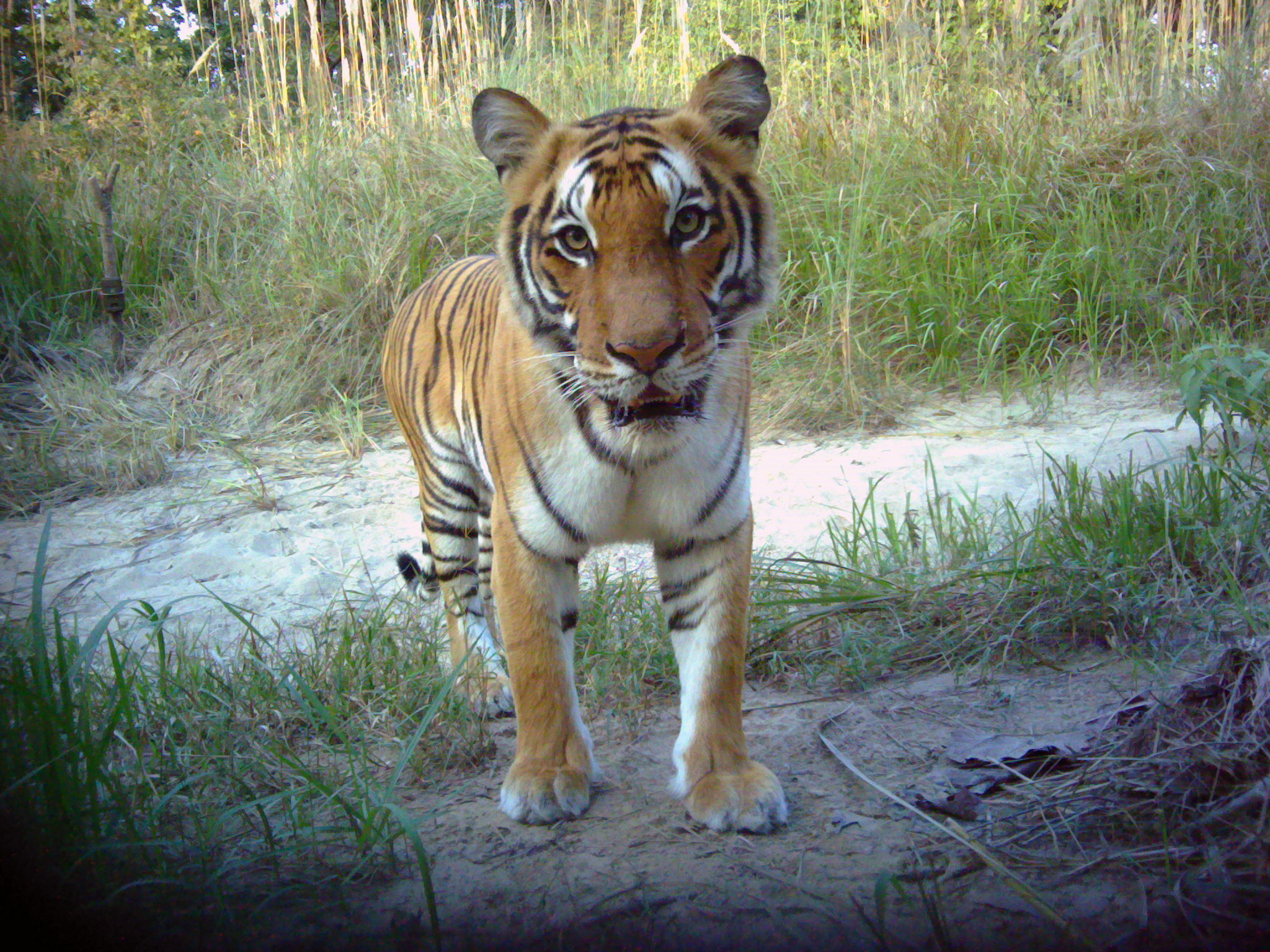 Tiger staring.