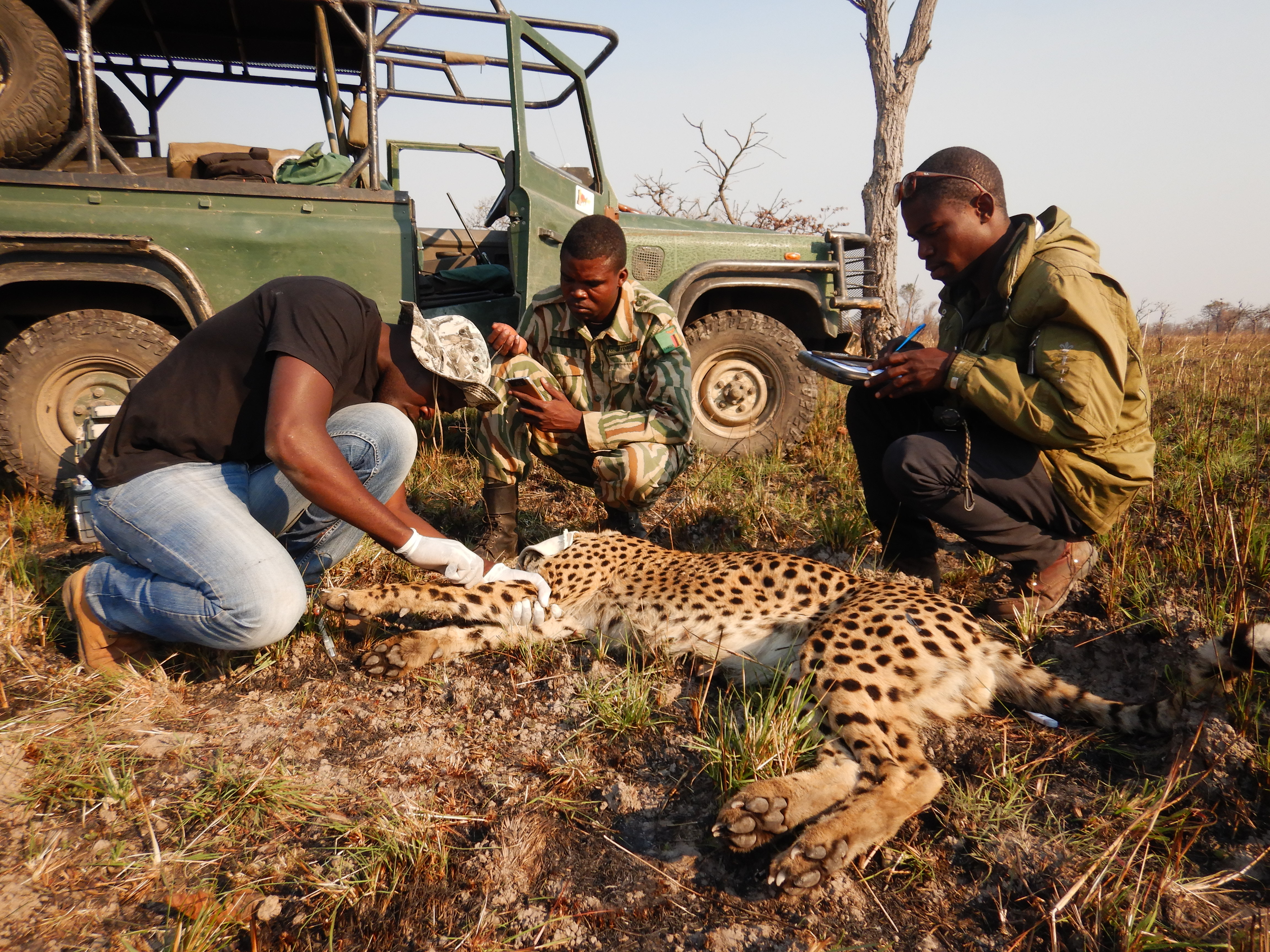 Helping snared cheetah