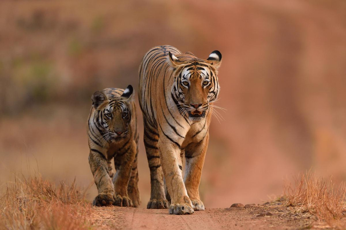 Tigers walking