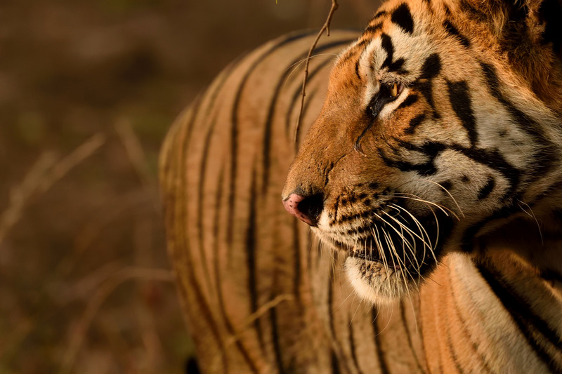 Amur Tiger - WAZA