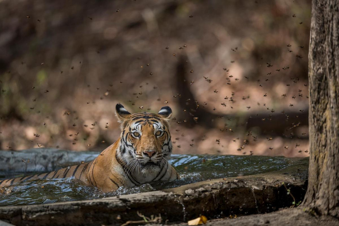 Tiger and honey bees