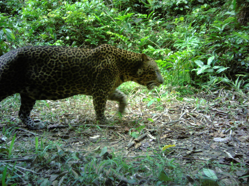 Leopard walking in Gabon