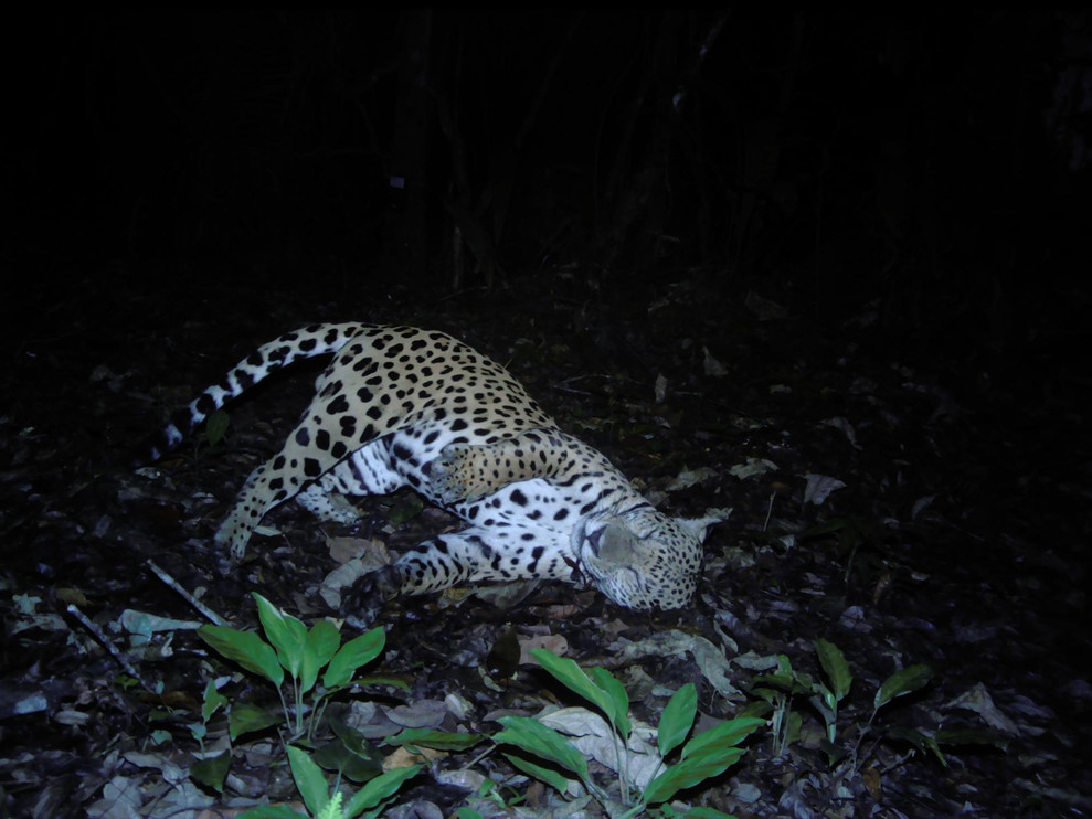 Jaguar on camera trap