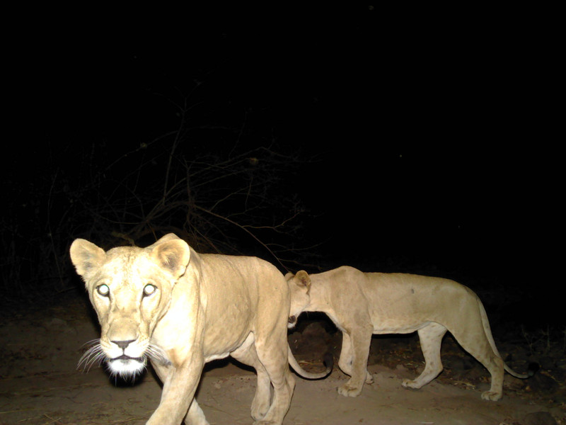 Niokolo Koba lion