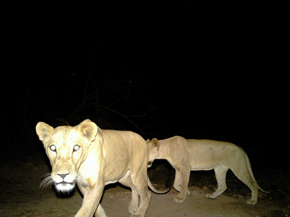 Senegal lions