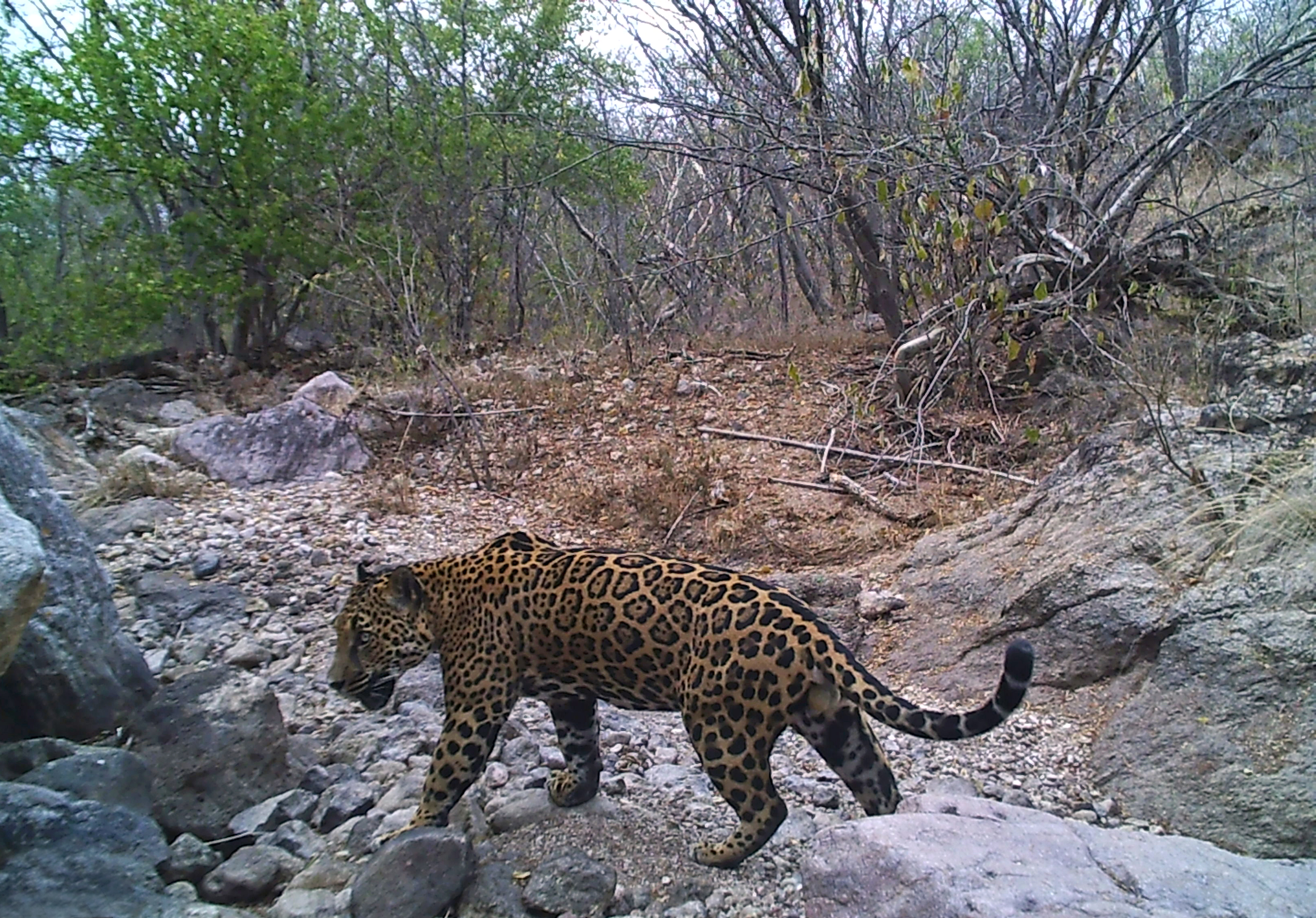 Jaguar prowling in Mexico