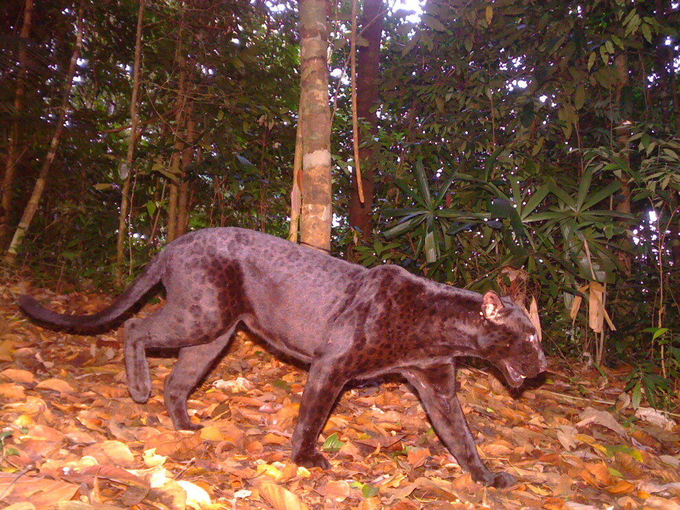 Melanistic (black) leopard in Southeast Asia