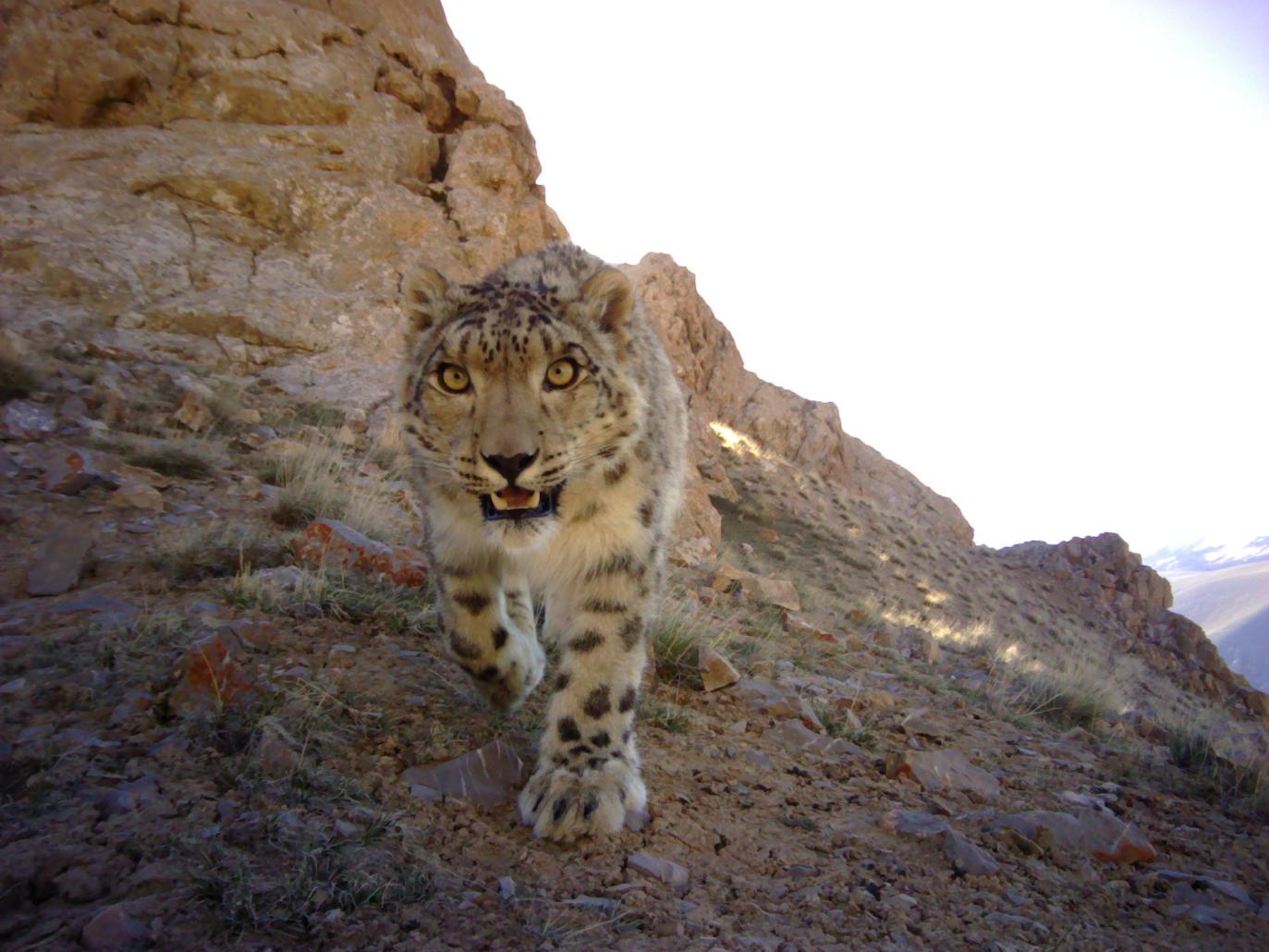 Snow leopard