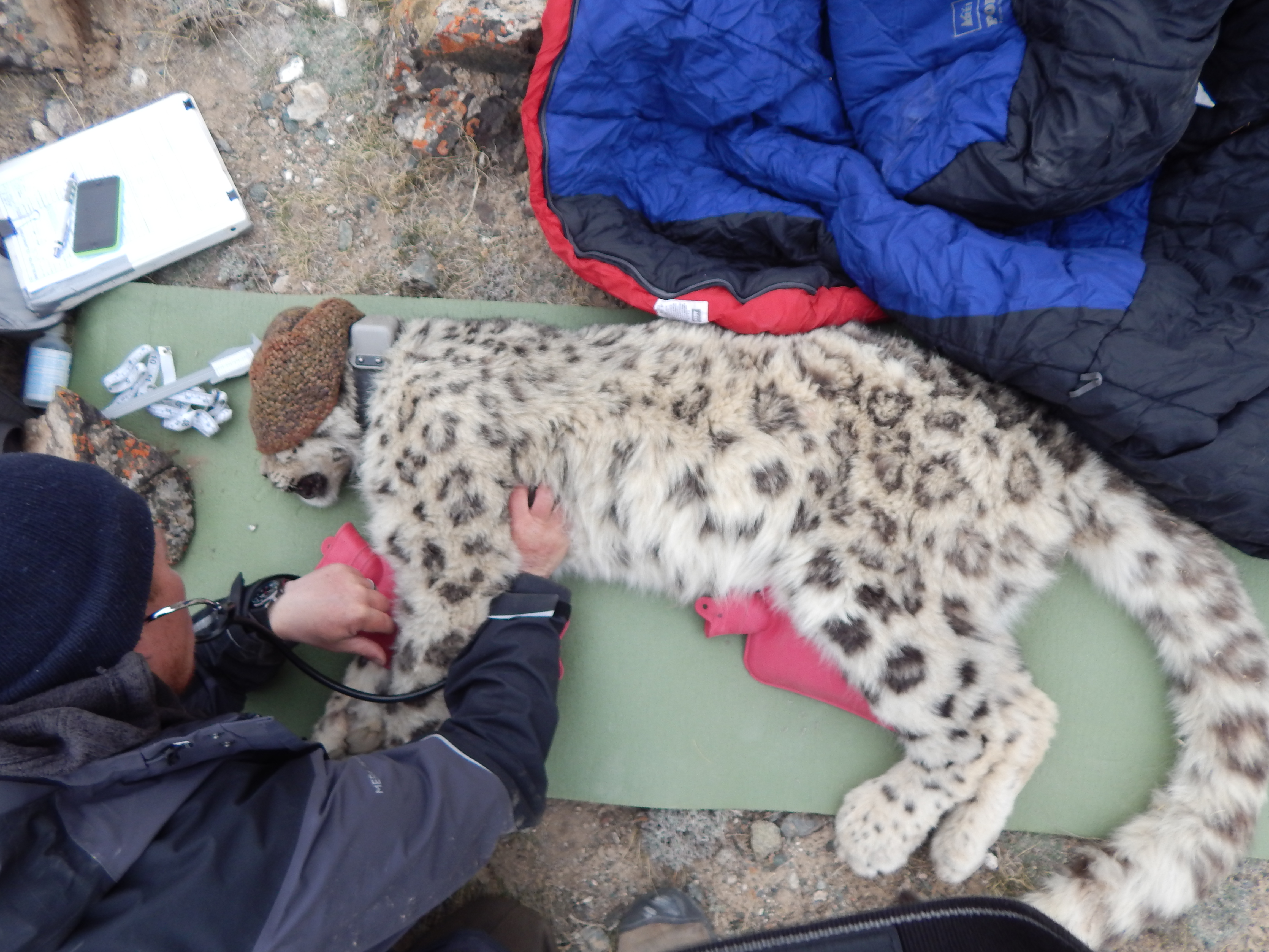 Collaring snow leopard 2