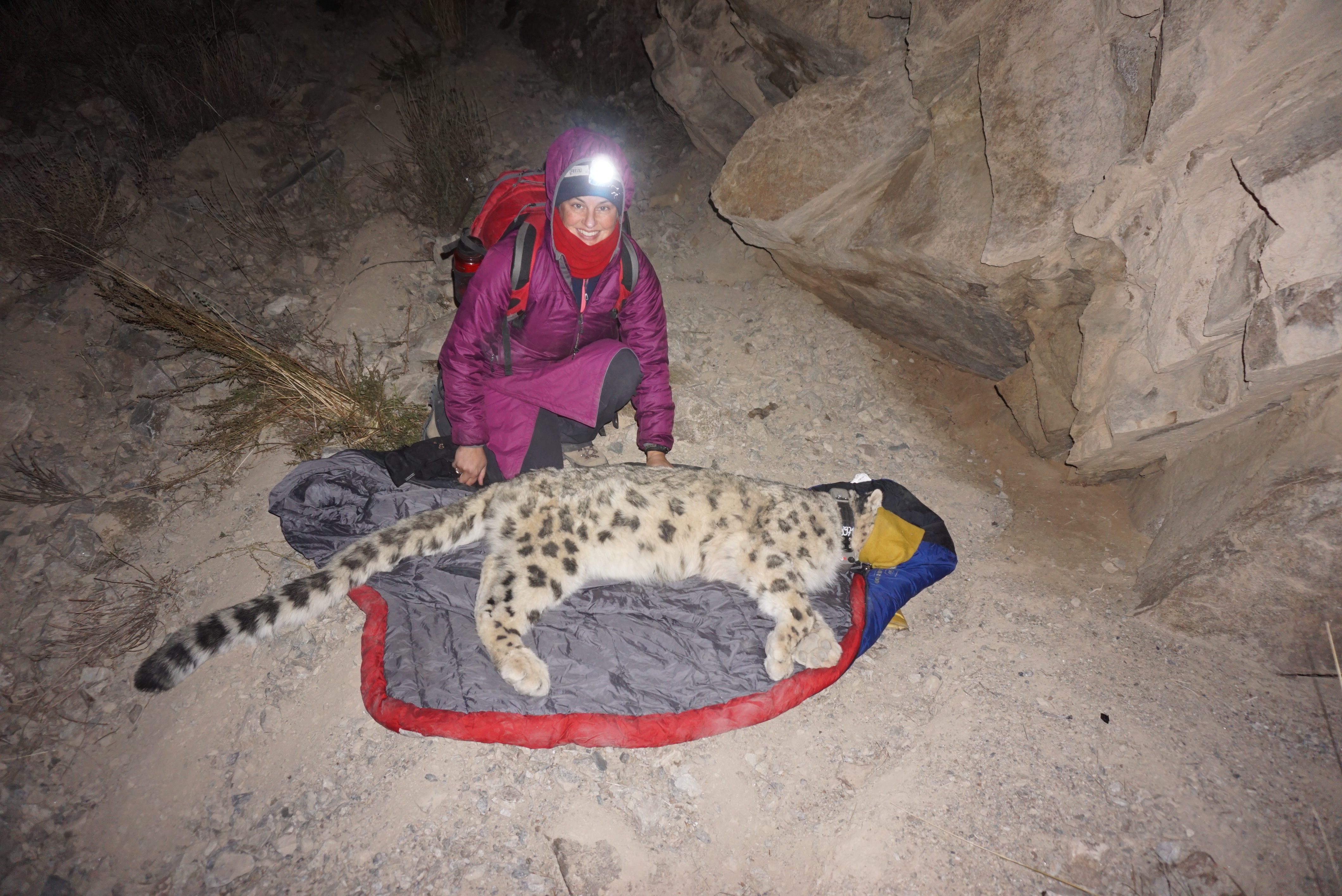 Scientists use a sedative to study this snow leopard, carefully monitoring its vitals the entire time.