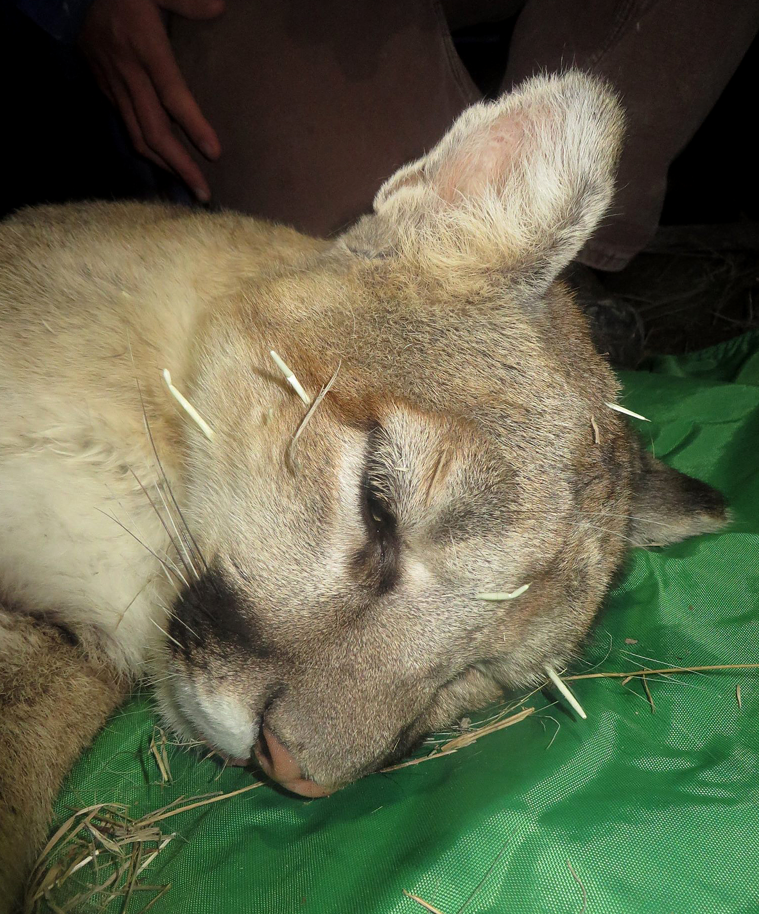 Puma with porcupine quills