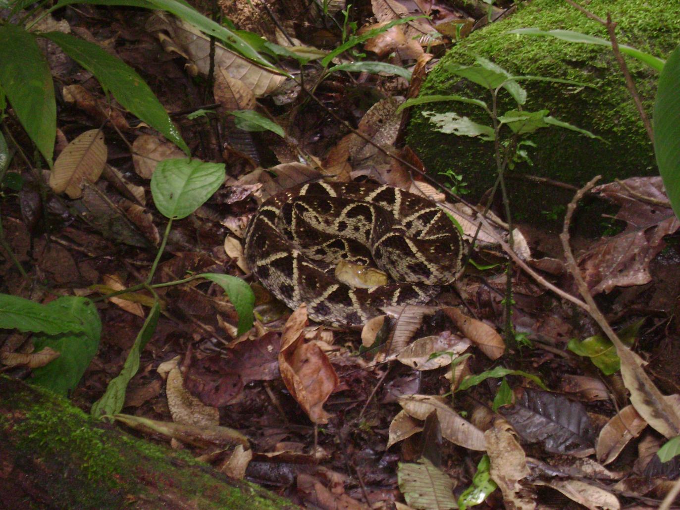 Terrifying Tales from the Field: Snakes in Costa Rica | Panthera