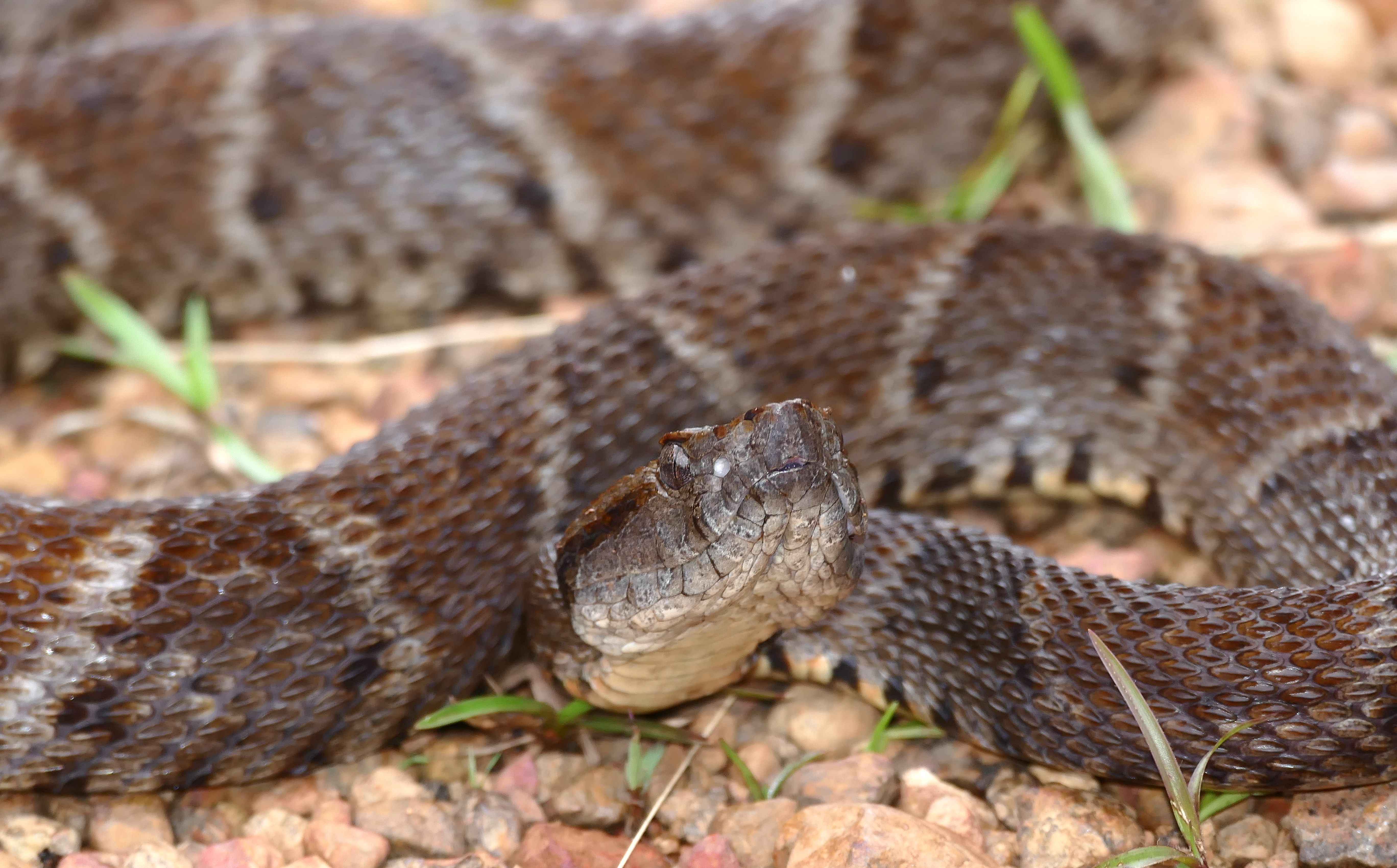 Fer-de-lance 2