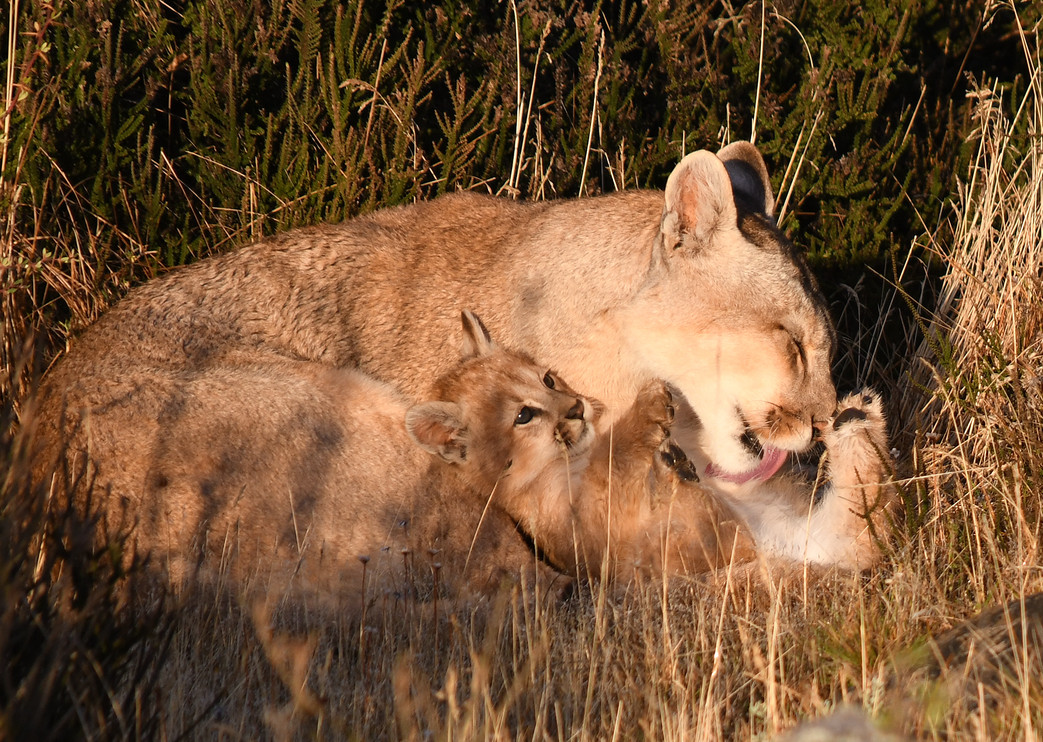 Puma licking kitten